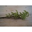 E333 - berry spray/groen 70 cm