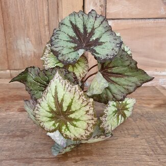 Begonia Rex groen - kunst - 24 x 28 cm