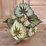 ### Begonia Rex groen - kunst - 24 x 28 cm