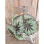 ### Begonia Rex groen - kunst - 24 x 28 cm