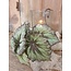 ### Begonia Rex groen - kunst - 24 x 28 cm