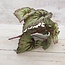 ### Begonia Rex groen - kunst - 24 x 28 cm