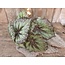 ### Begonia Rex groen - kunst - 24 x 28 cm