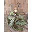 ### Begonia Rex groen - kunst - 24 x 28 cm