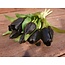 Bos zwarte tulpen - 7 stelen - tulp Bruegel 31 cm black -