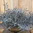 ~Springeri Bush 38 cm - kunst