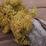 Moss Bush Vine 24cm - kunst