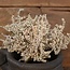 Limonium bundel top crème- kunst --L15B15H41CM