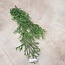 ### Poaceae groen-L33B10H75CM kunst