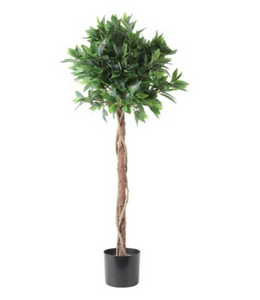 Countryfield Laurus S groen-L80B80H120CM - laurierboom - wordt niet verzonden
