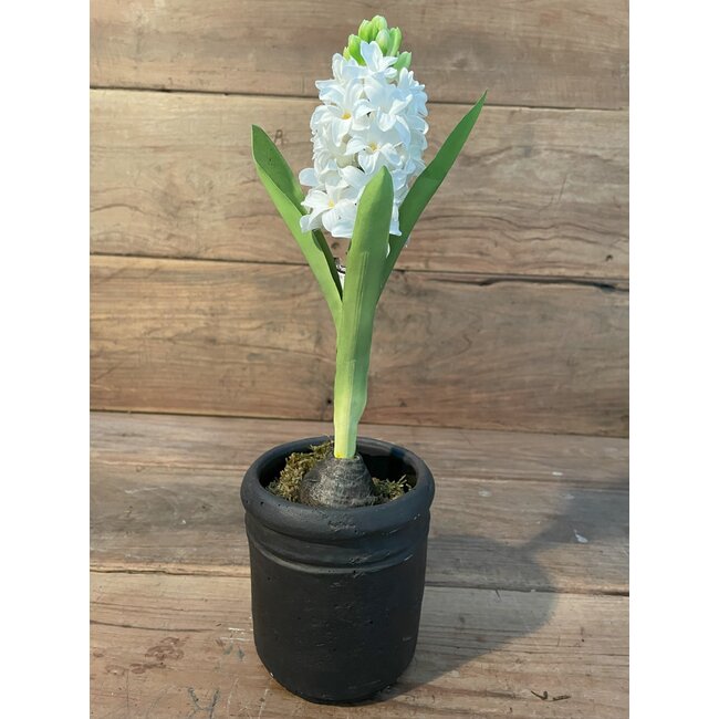 Hyacinth 35cm - wit