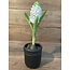 Hyacinth 35cm - wit
