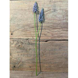 Blauwe druif "Muscari Stem" 45cm