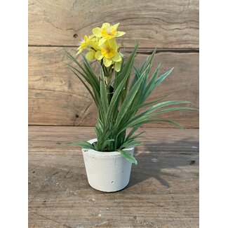 Countryfield Gele narcis 21 cm