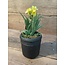 Countryfield Narcissus geel-L10B10H21CM