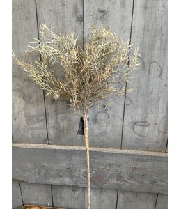 Countryfield Fargesia angustissima l.groen-L20B20H78CM