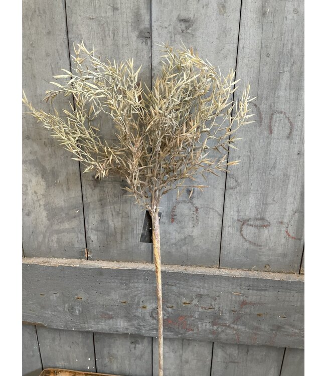 Countryfield Fargesia angustissima l.groen-L20B20H78CM