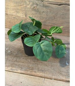 Countryfield Peperomia groen-L26B22H17CM