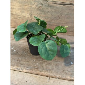 Countryfield ~Peperomia groen-L26B22H17CM