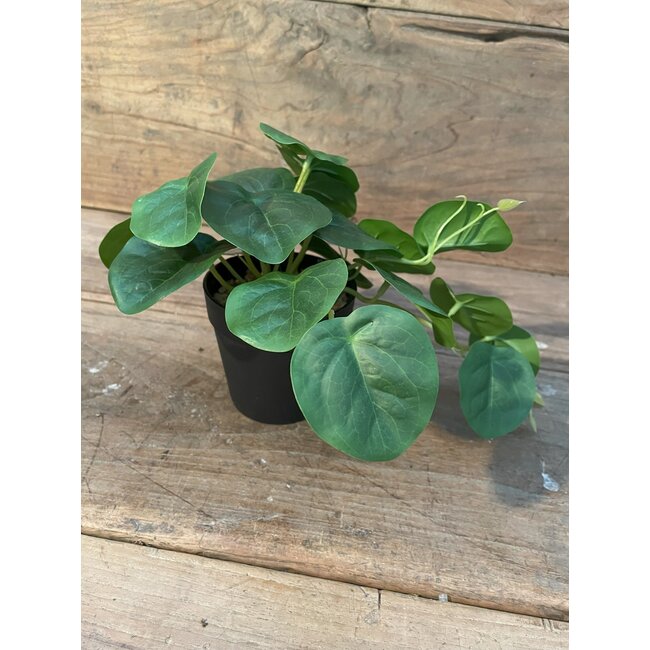 Countryfield Peperomia groen-L26B22H17CM