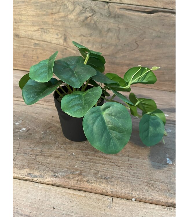 Countryfield Peperomia groen-L26B22H17CM