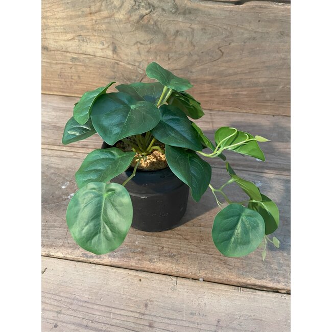 Countryfield ## Peperomia groen-L26B22H17CM