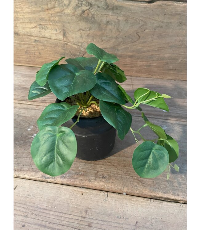 Countryfield Peperomia groen-L26B22H17CM