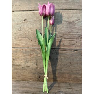 ~Oud roze tulp "Kelsey" 48 cm