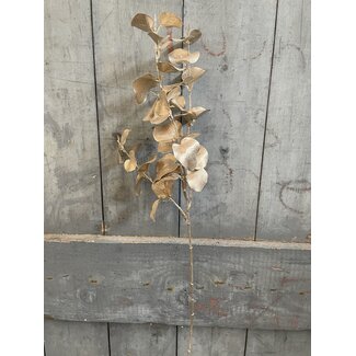 Countryfield Metallic/champagne eucalyptus 72 cm