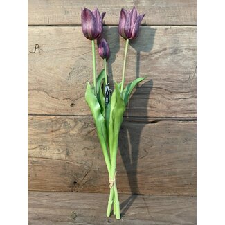 paarse tulpen "Kelsey" 48 cm
