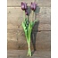960488 tulip Kelsey exclusive purple 48 cm
