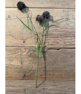 ## 131018 allium black - ca. 45 cm