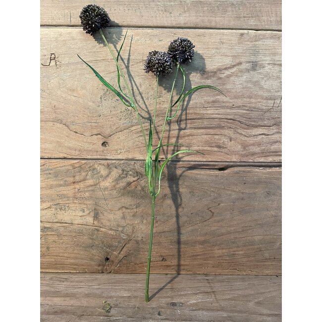 131018 allium black - ca. 45 cm