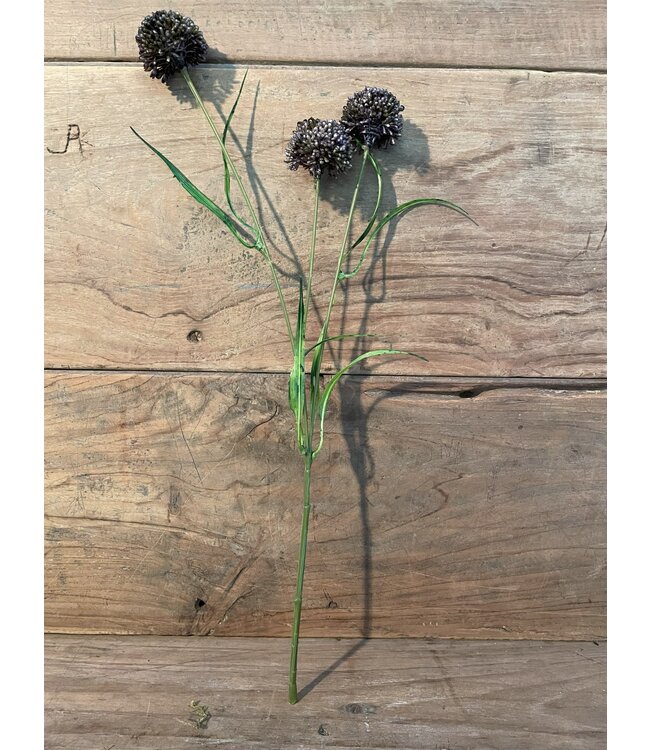 ### 131018 allium black - ca. 45 cm