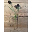 131018 allium black - ca. 45 cm