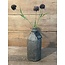 131018 allium black - ca. 45 cm