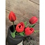 Rode tulpen boeket, 5 stelen 35 cm