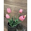 Countryfield 802431 - Bos roze tulpen - 5 stelen - ca. 40 cm