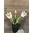 960480 tulp Kelsey exclusive snowy white 48 cm