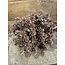 ~Aeonium bundle X5 brown 31cm