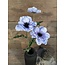 Countryfield ~Anemone l.blauw-L20B15H77CM