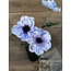 Countryfield ~Anemone l.blauw-L20B15H77CM