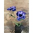 Countryfield ~Anemone paars-L20B15H77CM