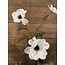 Countryfield ~Anemone wit-L20B15H77CM