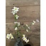 Brynxz flowerheadspray, 68 cm, white-rosee