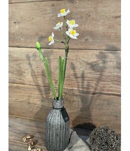 Crèmekleurige/gele narcis 50 cm