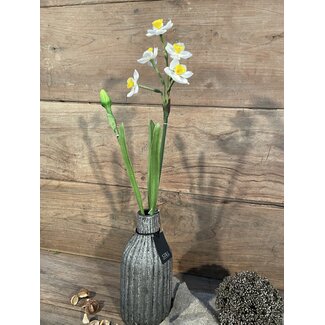 Crèmekleurige/gele narcis 50 cm