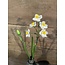 Narcissus crailo spray cream/yellow 50cm - narcis