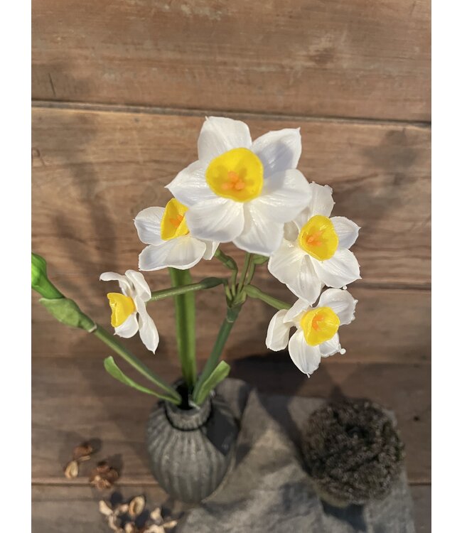 Narcissus crailo spray cream/yellow 50cm - narcis