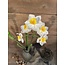 Narcissus crailo spray cream/yellow 50cm - narcis